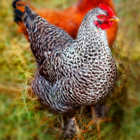 EggsYear 150. . Cuckoo maran chicks